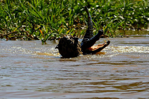 Bị mù một mắt, báo đốm vẫn lao xuống sông tử chiến với cá sấu: Mèo nào cắn mỉu nào?