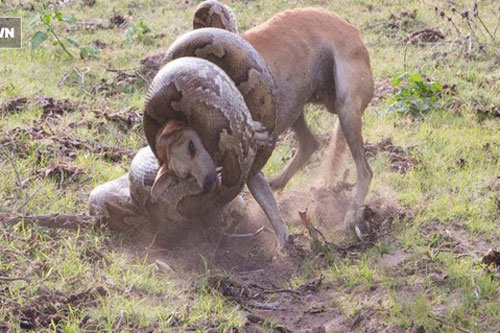 Trăn khổng lồ "mắc kẹt", bị chó cắn ngập răng, người mặc sức kéo lê khắp nơi