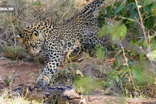 Sau cuộc đi săn, báo mẹ bất lực chứng kiến cảnh tượng không thể đau đớn hơn khi trở về