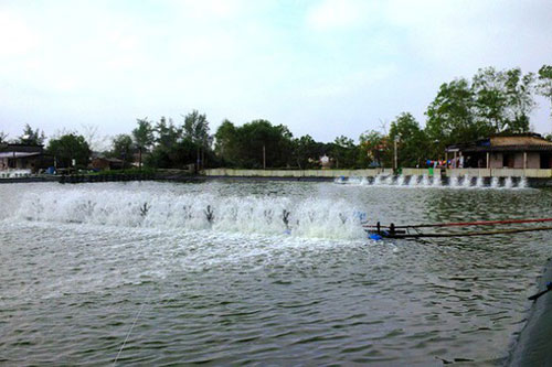 Giải pháp hạn chế dịch bệnh trên tôm trong mùa nóng