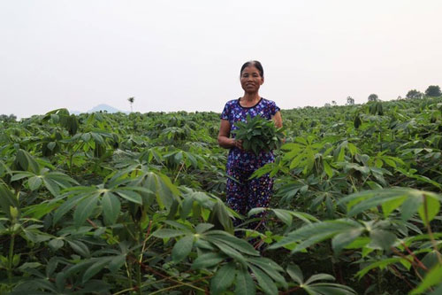 Phú Thọ: Kiếm tiền triệu mỗi ngày nhờ bán rau sắn muối chua