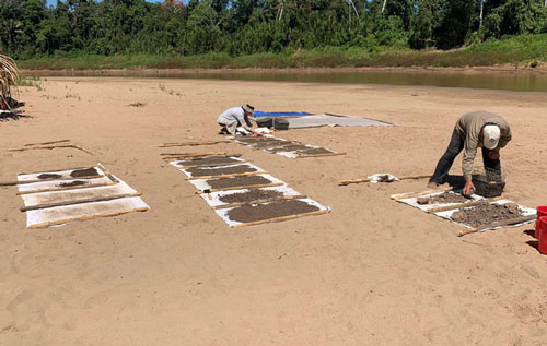 Khỉ thời tiền sử từng dùng bè để vượt Đại Tây Dương