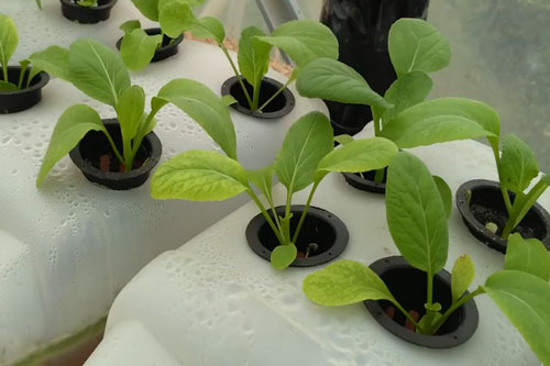 CLIP: Hướng dẫn dùng can nhựa trồng rau thủy canh