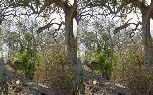 Báo đốm "nhảy dù" bắt con mồi lớn