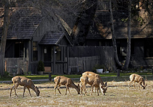 Động vật hoang dã “tận hưởng” yên bình mùa dịch