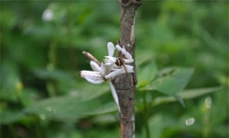 Bọ ngựa độc đáo hóa trang thành hoa để săn mồi - 6