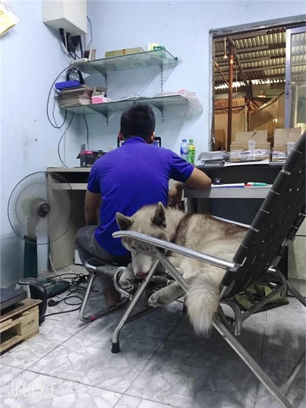 Anh chồng làm việc, chú Husky cũng ngồi cạnh.