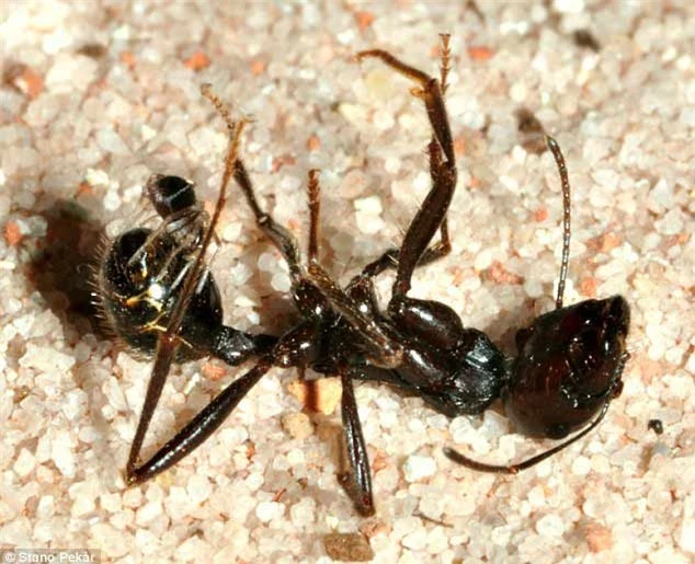 Nhện tí hon tung