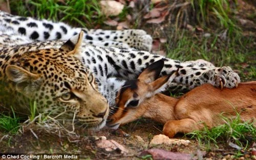 Con báo đã quyết định chơi trò “mèo vờn chuột” với con linh dương nhỏ nó bắt được