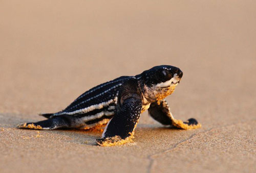 Sau 20 năm biến mất, giống rùa quý hiếm quay lại làm tổ, đẻ trứng trên bờ biển Thái Lan khi vắng người do dịch Covid-19