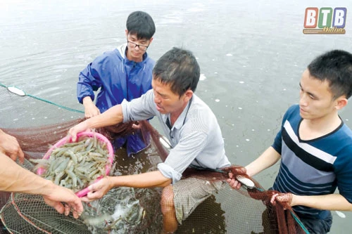 Anh Nhàn thu hoạch tôm vụ xuân hè năm 2019.