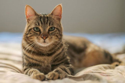 Tháng 4 Âm lịch, 3 con giáp này dễ đổi đời ngoạn mục, tiền vào như nước