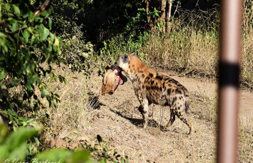 Linh cẩu tha đầu sư tử làm mồi: Sự thật 'sốc'