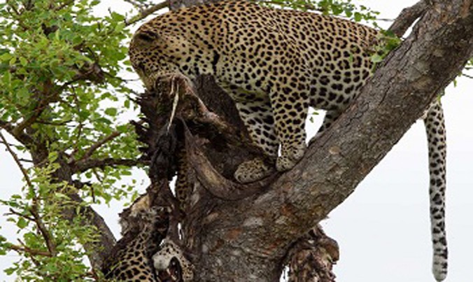 Xác báo đốm treo trên cây: Lộ diện hung thủ