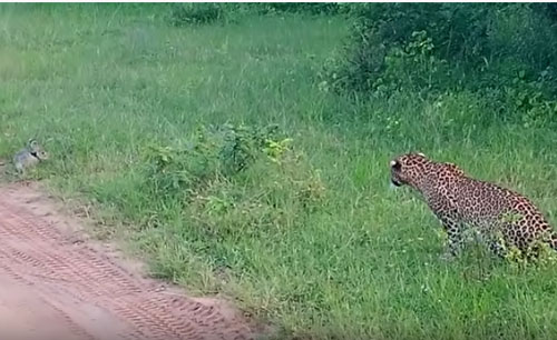 CLIP: Báo hoa mai "bó tay" trước con mồi nhỏ bé