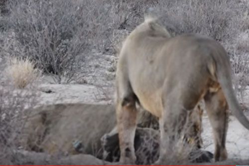 CLIP: Đi lạc vào lãnh thổ của sư tử, linh cẩu nâu nhận "cái kết đắng"