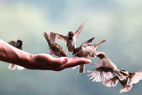 Lòng tốt phải có chừng mực, nếu "nhân hậu" theo cách này vừa hại mình, lại rước họa cho người khác