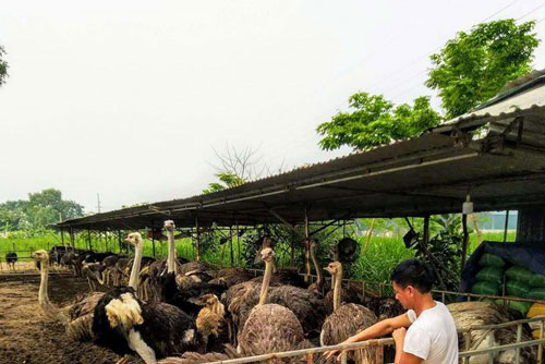Nghệ An: Nuôi đà điểu châu Phi thời COVID-19 hứa hẹn thu nhập trăm triệu đồng/năm