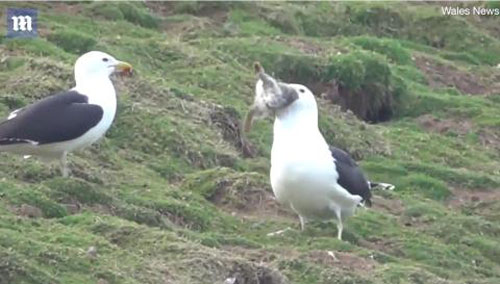 Hải âu gây kinh ngạc khi nuốt chửng thỏ trong "nháy mắt"