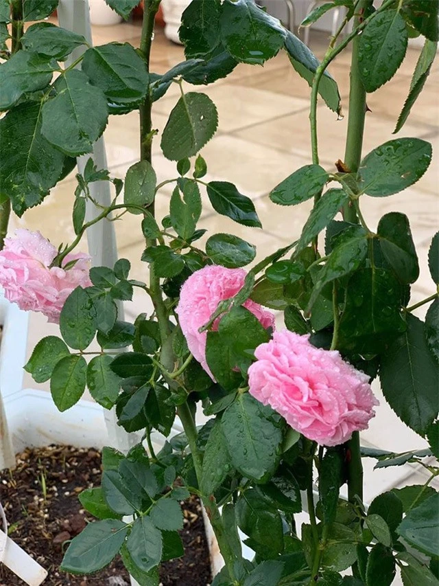 Ngắm khu vườn ngập hoa hồng trên ban công của Khánh Thi- Phan Hiển - 12