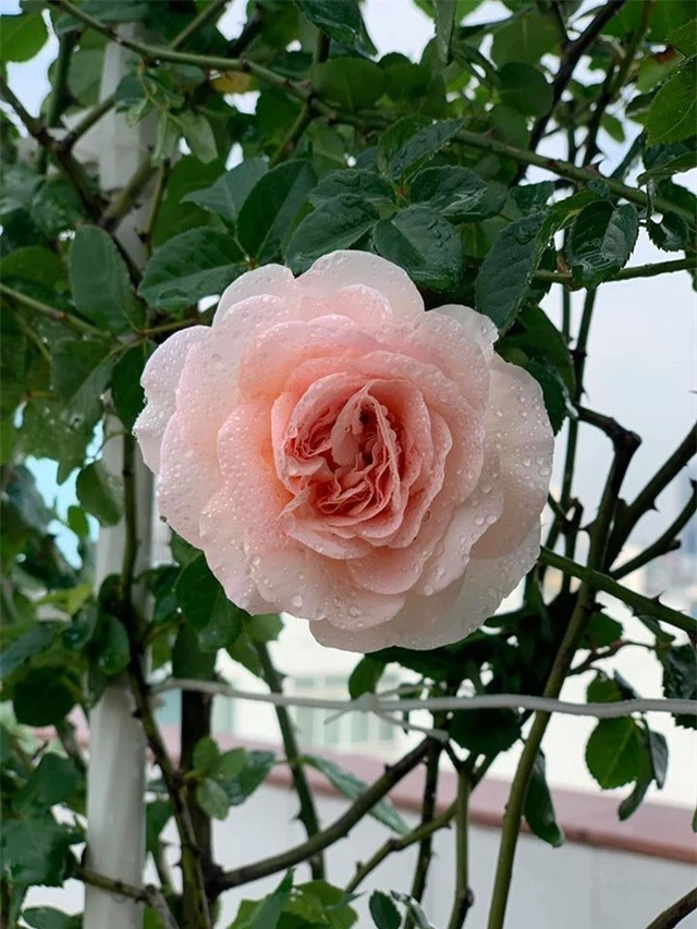 Ngắm khu vườn ngập hoa hồng trên ban công của Khánh Thi- Phan Hiển - 13