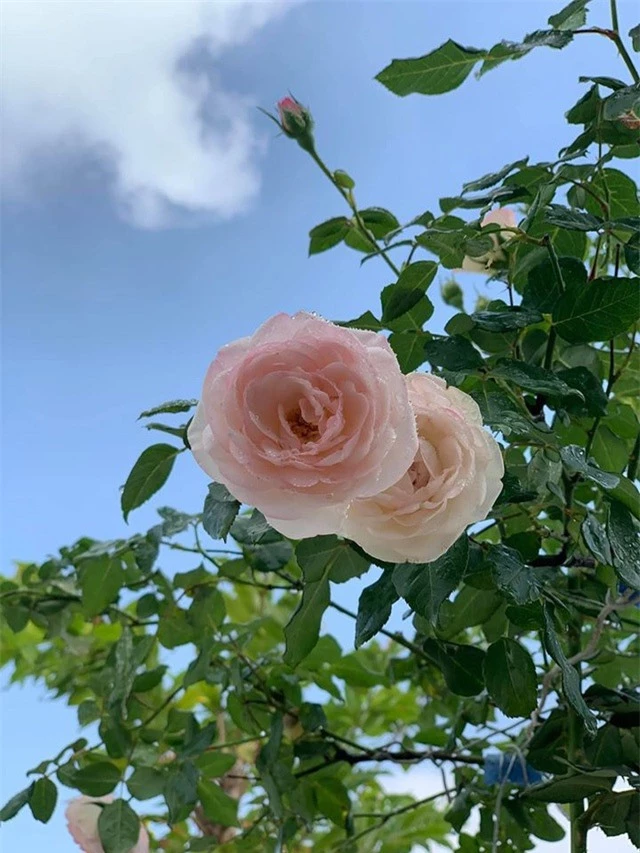 Ngắm khu vườn ngập hoa hồng trên ban công của Khánh Thi- Phan Hiển - 14