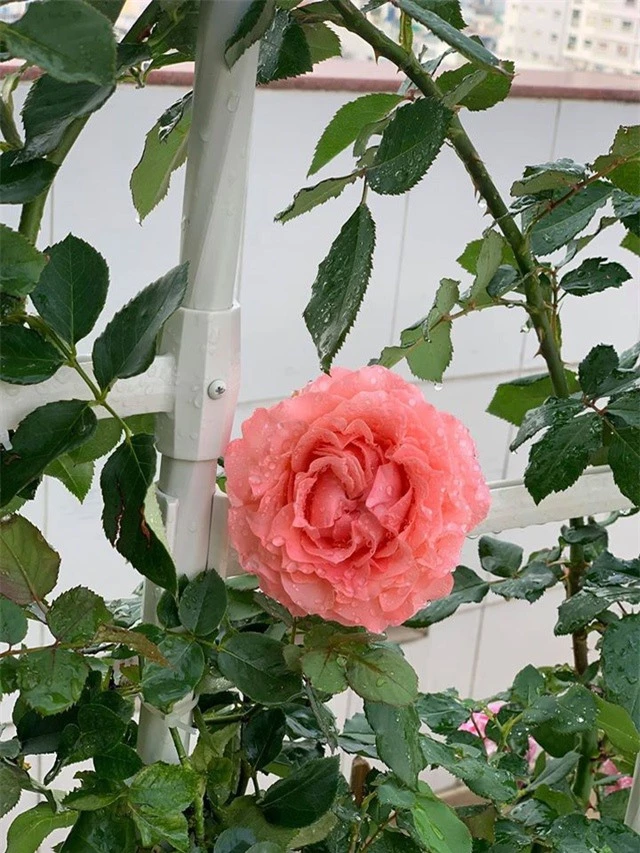 Ngắm khu vườn ngập hoa hồng trên ban công của Khánh Thi- Phan Hiển - 15