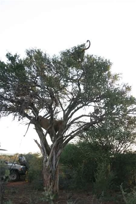 Su tu leo cay cuop moi, bao dom buong xuoi giu mang