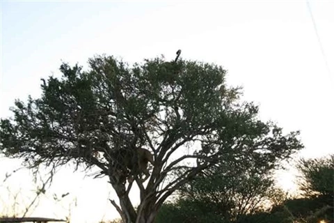 Su tu leo cay cuop moi, bao dom buong xuoi giu mang