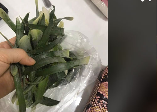 Nhờ chồng đi chợ mua lá dứa để đồ xôi, cô vợ giận "tím mặt" vì thứ anh chàng mang về