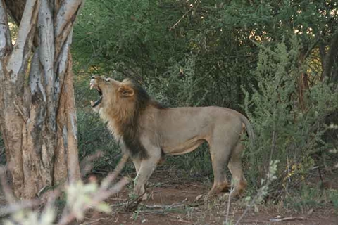 Sư tử leo cây cướp mồi, báo đốm buông xuôi để giữ mạng sống