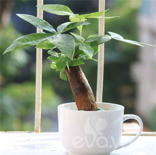 Đặt những loại cây cảnh này trên bàn làm việc, tài lộc và may mắn có thể 'chảy' vô ào ào