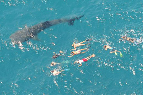 Loài cá mập lớn nhất thế giới có thể sống tới 150 tuổi