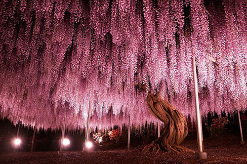 Ngỡ ngàng ngắm những hàng cây cổ thụ đẹp nhất thế giới