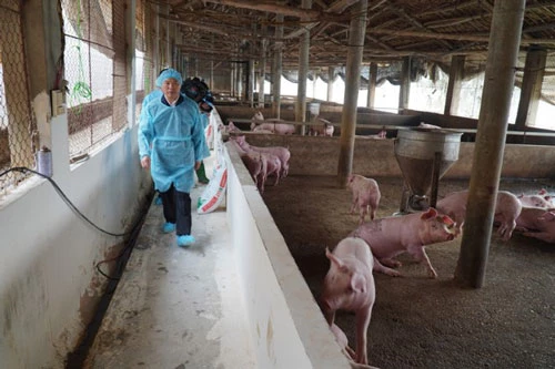 Các doanh nghiệp tích cực nhập giống nguồn để tăng cường nhân giống và cung ứng lợn giống bảo đảm chất lượng, an toàn dịch bệnh (Ảnh minh họa: Internet)