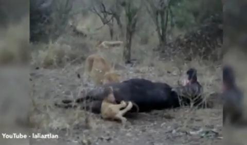 Sư tử tham ăn suýt mất mạng vì kẹt đầu trong... hậu môn của trâu