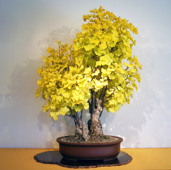 Nhà nào cũng nên trồng 5 loại cây này để vừa giúp 'hút' tài lộc, vừa xanh vườn, đẹp nhà