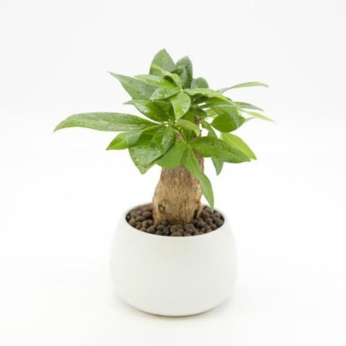 Trồng cây kim ngân vừa đẹp, vừa giúp đón và giữ tài lộc đầy nhà