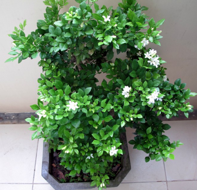 Trồng cây nguyệt quế dáng đẹp, hoa thơm, rước tài lộc vào nhà