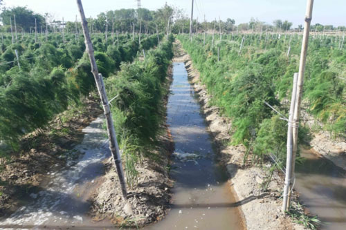 Ninh Thuận: Trồng măng tây xanh thu bạc triệu mỗi ngày