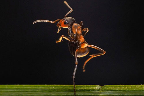 Ảnh đẹp: Kiến múa ba lê