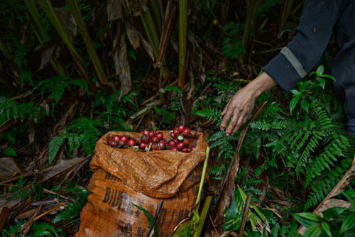 Theo chân phóng viên báo Tây thu hoạch thảo quả tại vườn quốc gia Hoàng Liên