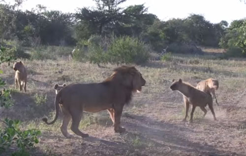 CLIP: Đàn linh cẩu kéo nhau tới cướp mồi của sư tử