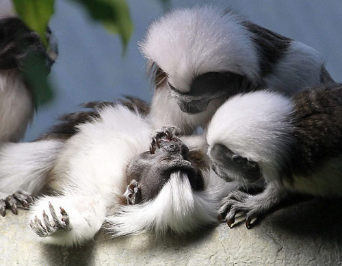 Khỉ sóc trao nhau nụ hôn nồng nàn