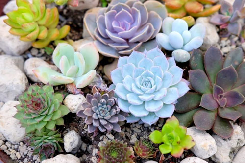 CLIP: Hướng dẫn nhân giống sen đá bằng lá đơn giản, tỷ lệ sống cao