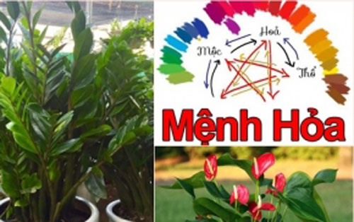 4 loại cây người mệnh Hỏa nên trồng trong nhà để tài lộc dồi dào, cả năm may mắn