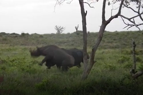 CLIP: Cuộc chạm trán giữa tê giác đen và tê giác trắng