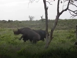 CLIP: Cuộc chạm trán giữa tê giác đen và tê giác trắng