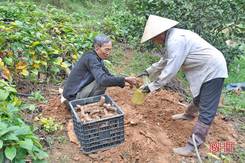 Trong mô hình kinh tế vườn đồi của CCB Nguyễn Thái Hiệp thì cây khoai mài mang về giá trị cao nhất.