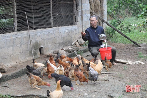 Với phương châm “lấy ngắn nuôi dài”, đa cây, đa con để tăng thêm nguồn thu nhập, mỗi năm, ông Hiệp nuôi 3-4 lứa gia cầm, mỗi lứa trên 100 con gà, vịt.